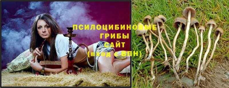 Галлюциногенные грибы Psilocybe  Дмитровск 